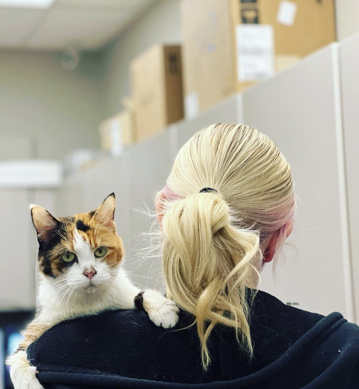 A calico cat resting over the shoulder of a team member.
