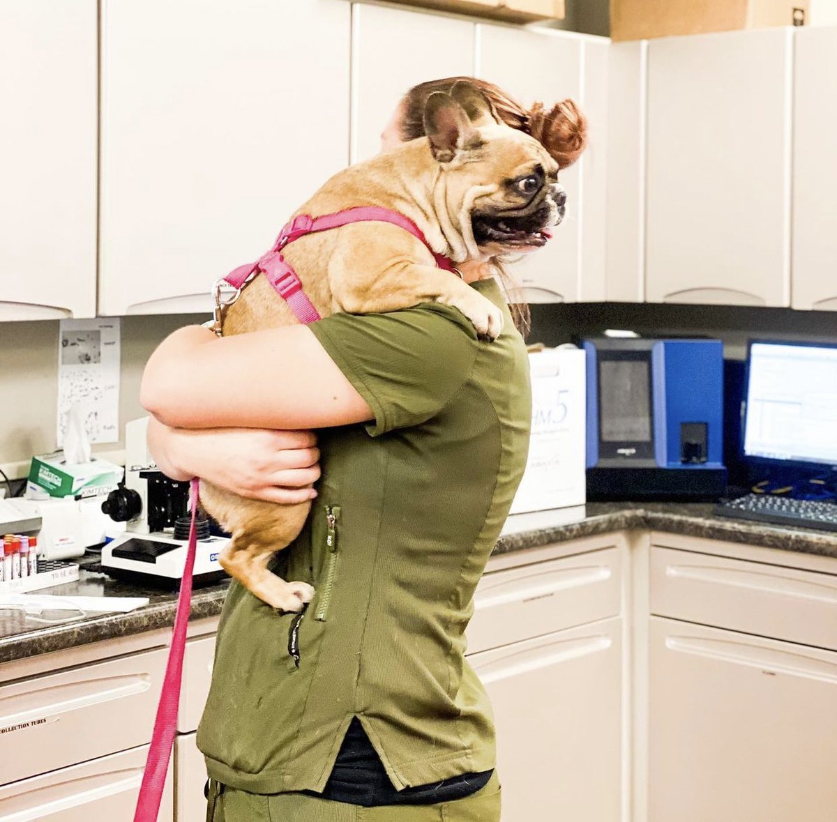 A team member carrying a golden dog through the treatment area.
