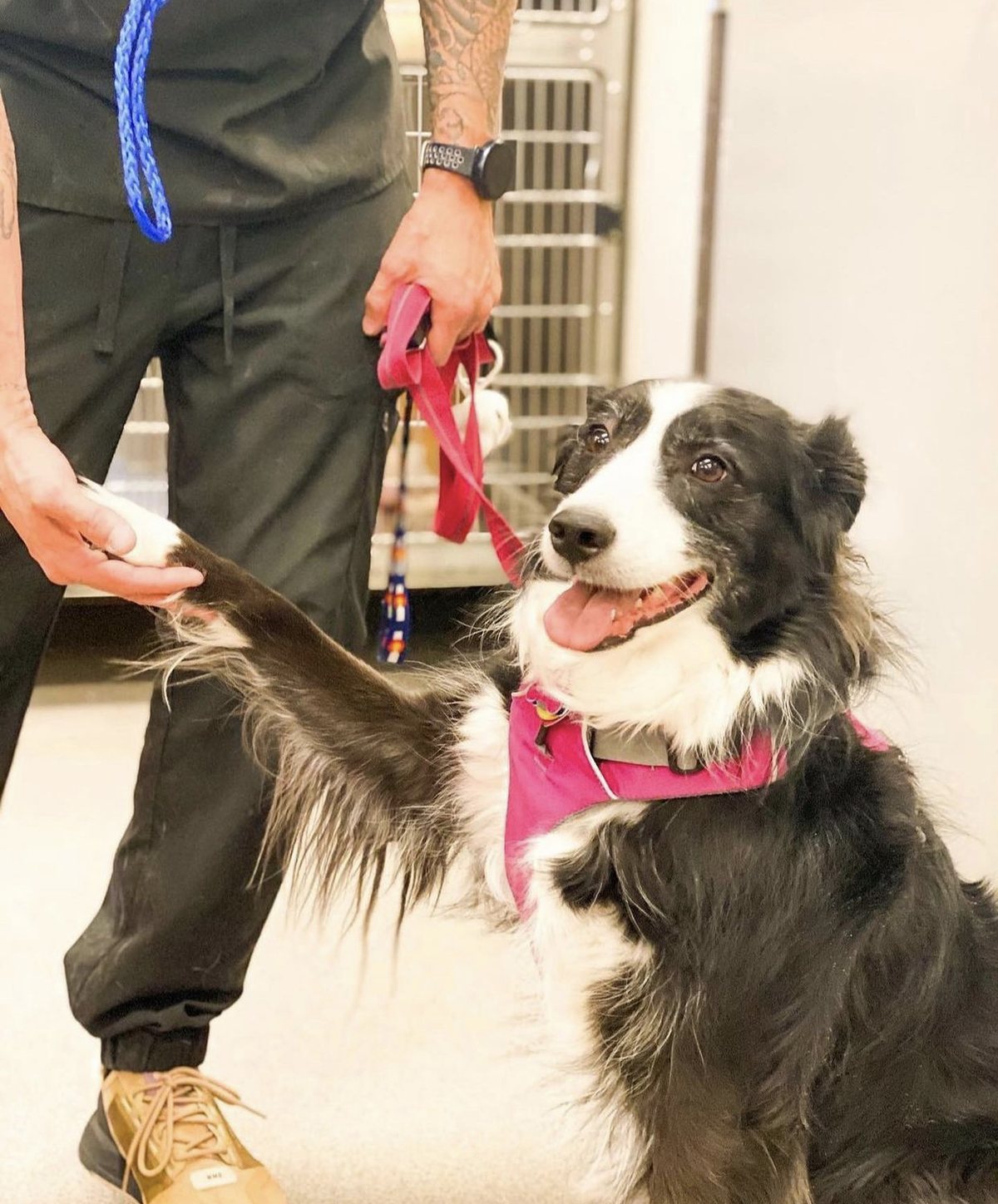 A border collie standing calmly for a team member in the treatment area.