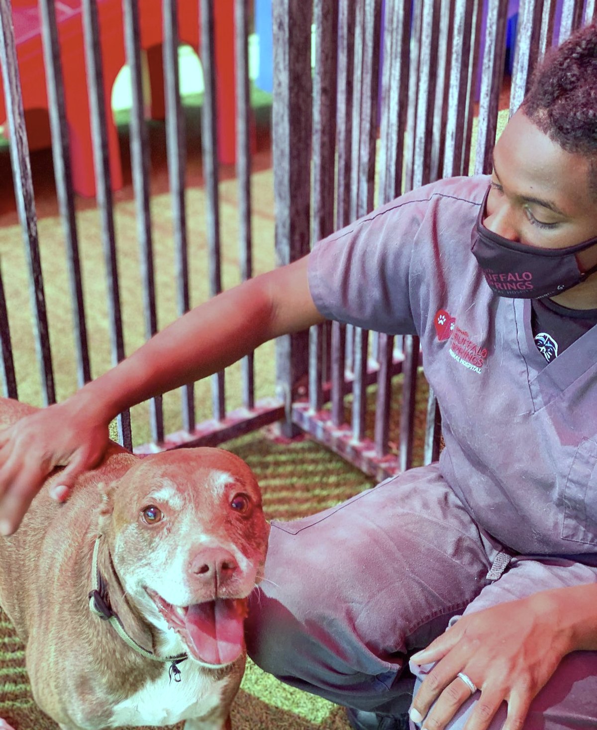 A team member kneeling beside a red pit bull inside one of the boarding runs.